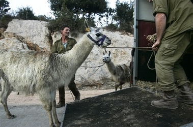 Israeli special forces using llamas