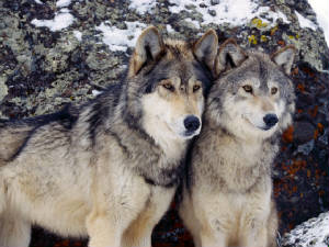 lovingwolves.jpg